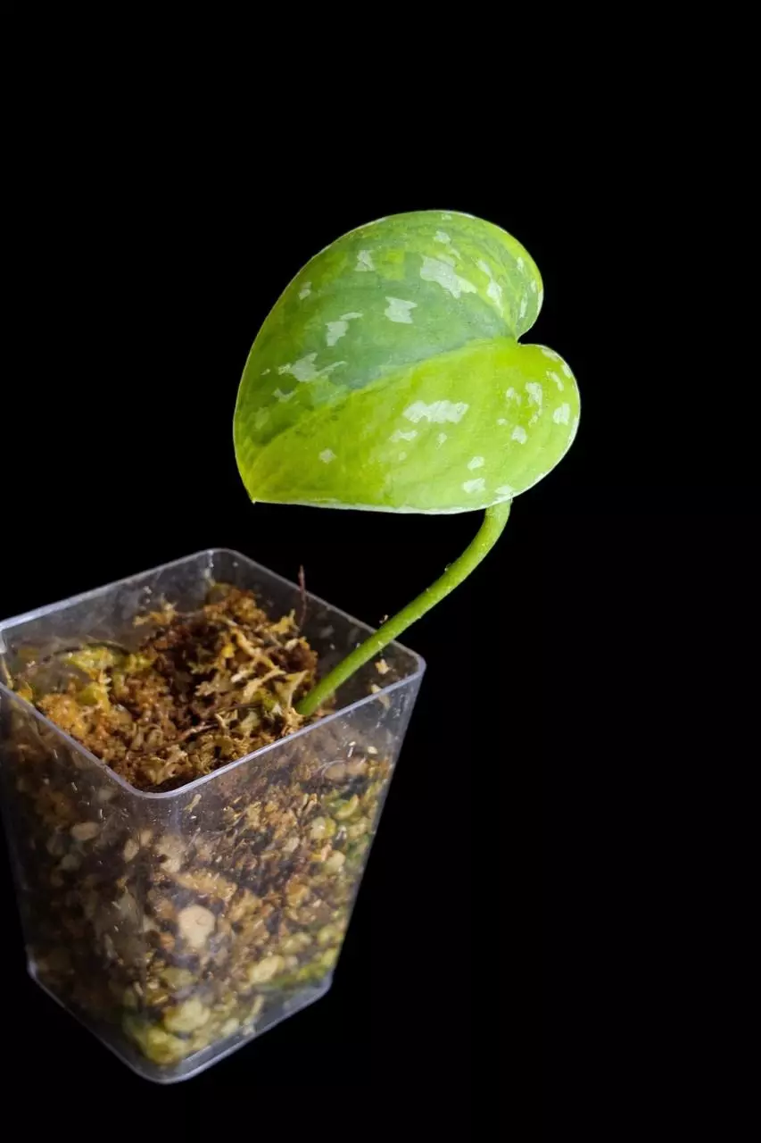 Scindapsus Sentarum thumbnail