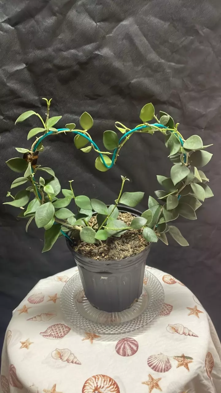 Hoya Nummulariodes thumbnail