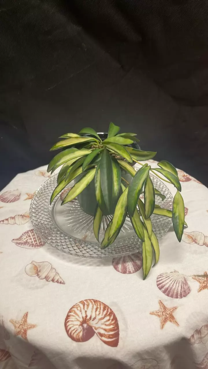 Hoya Wayetti Variegated thumbnail