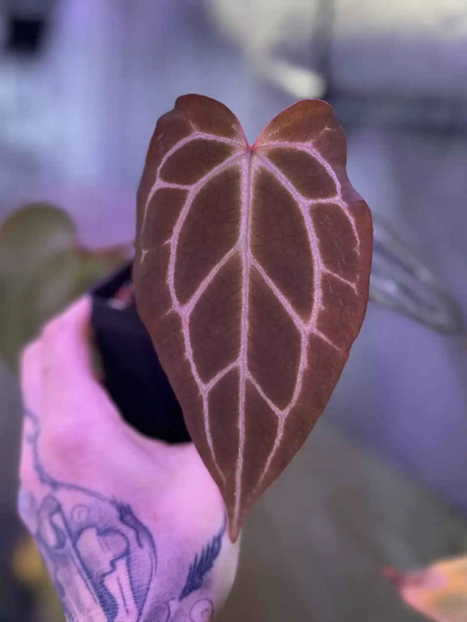 Anthurium (Red Crystal x Forgetti W.s) x Carlablackaie OG 1x5 thumbnail