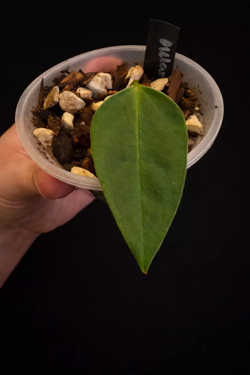 Anthurium rioclaroense wild hybrid thumbnail
