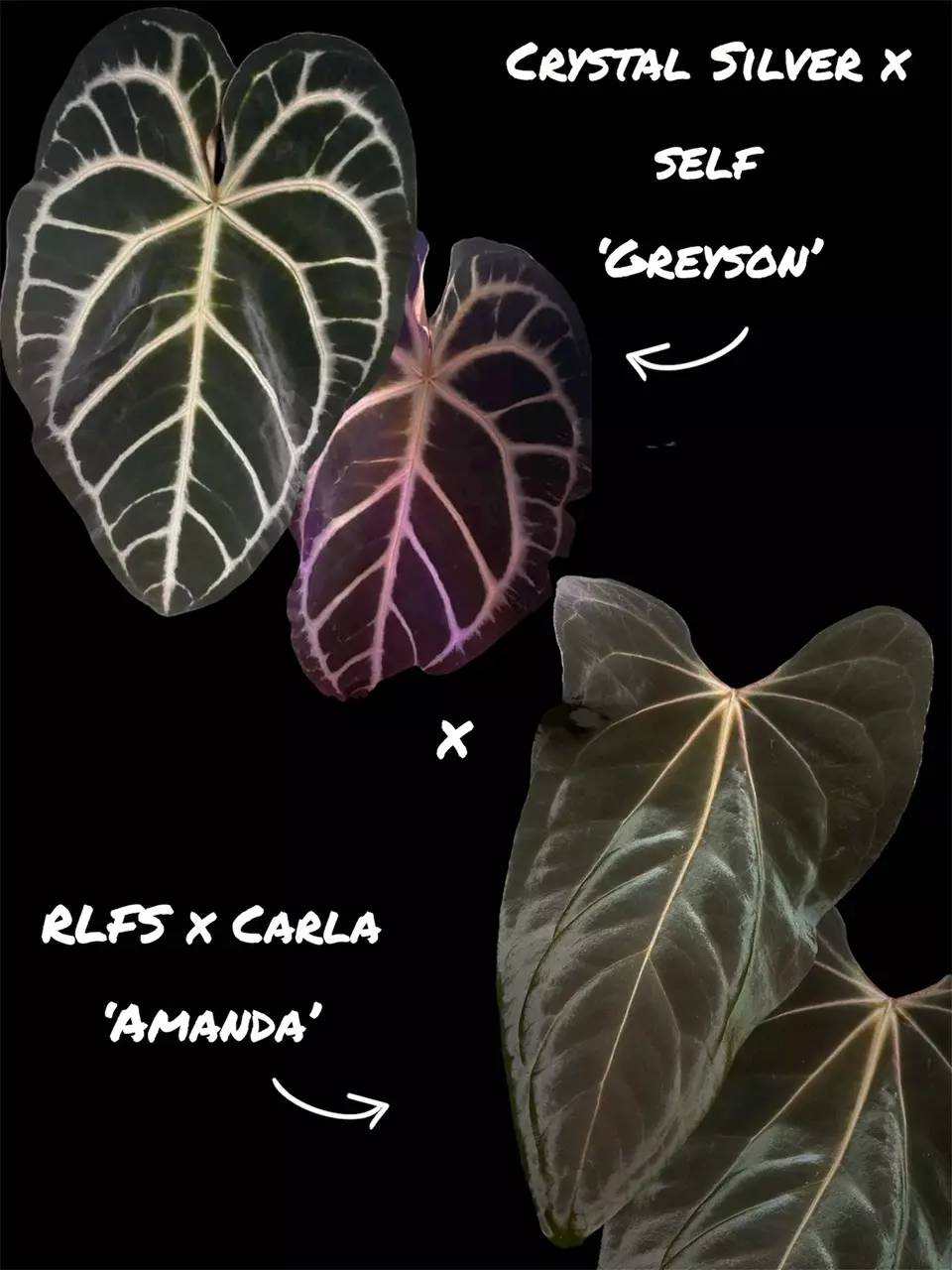 1x  Crystal silver ‘Greyson’ x (RLFS x Carla) 2-leafer GC thumbnail