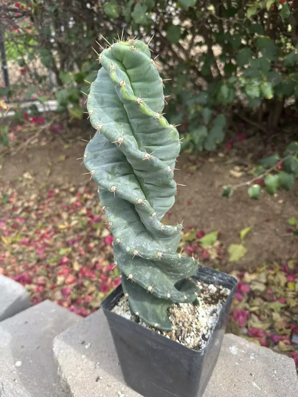 2381 Variegated Cereus forbesii spiralis | Spiral Cactus | 6” Pot thumbnail
