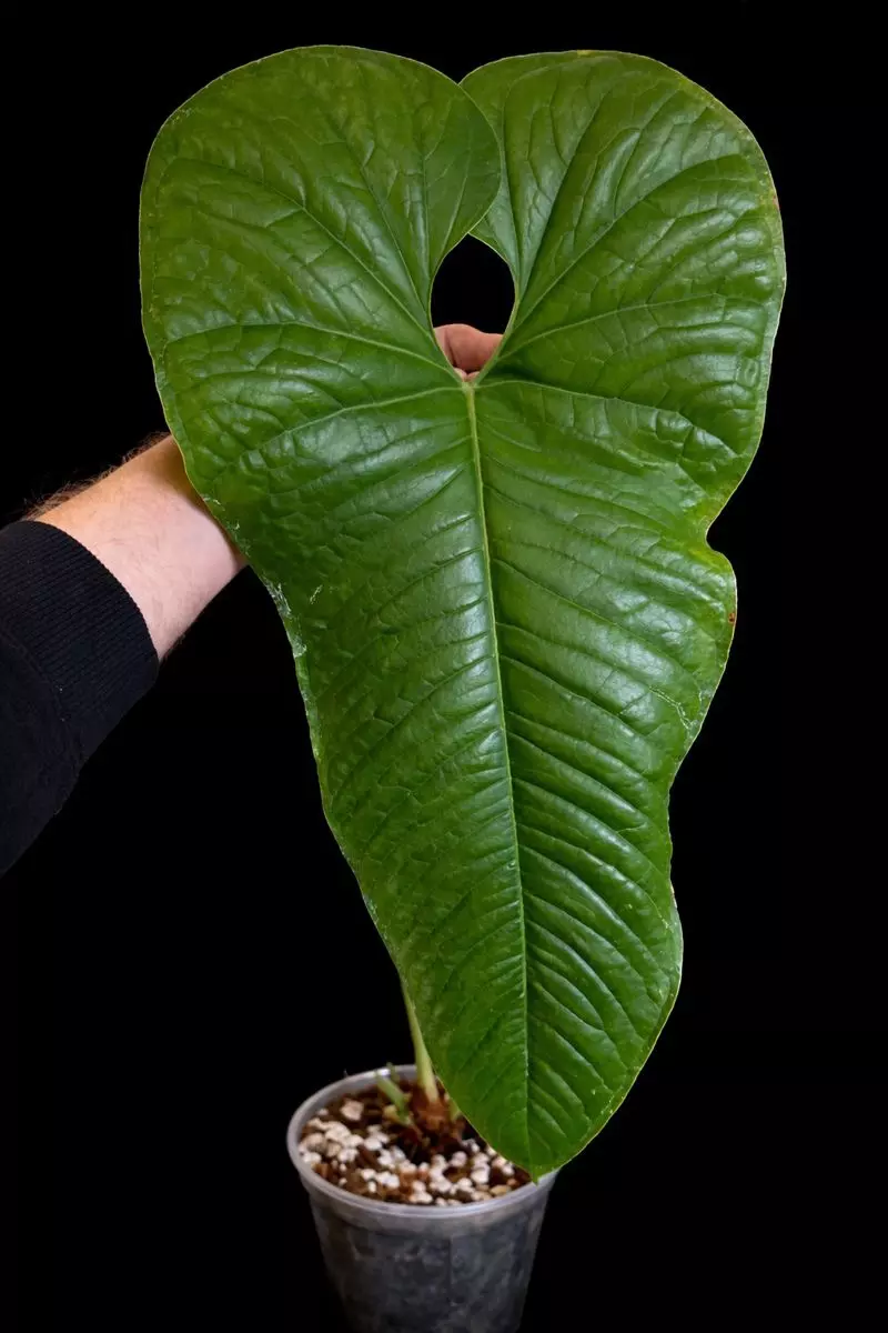 Anthurium ivanportillae thumbnail