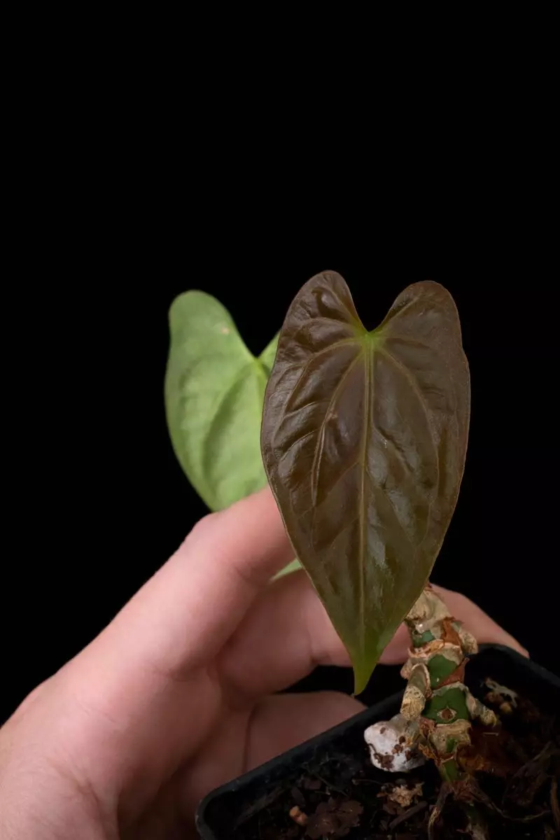 Anthurium ‘Ree Gardens’ papillilaminum x ‘Ree Gardens’ non-besseae thumbnail