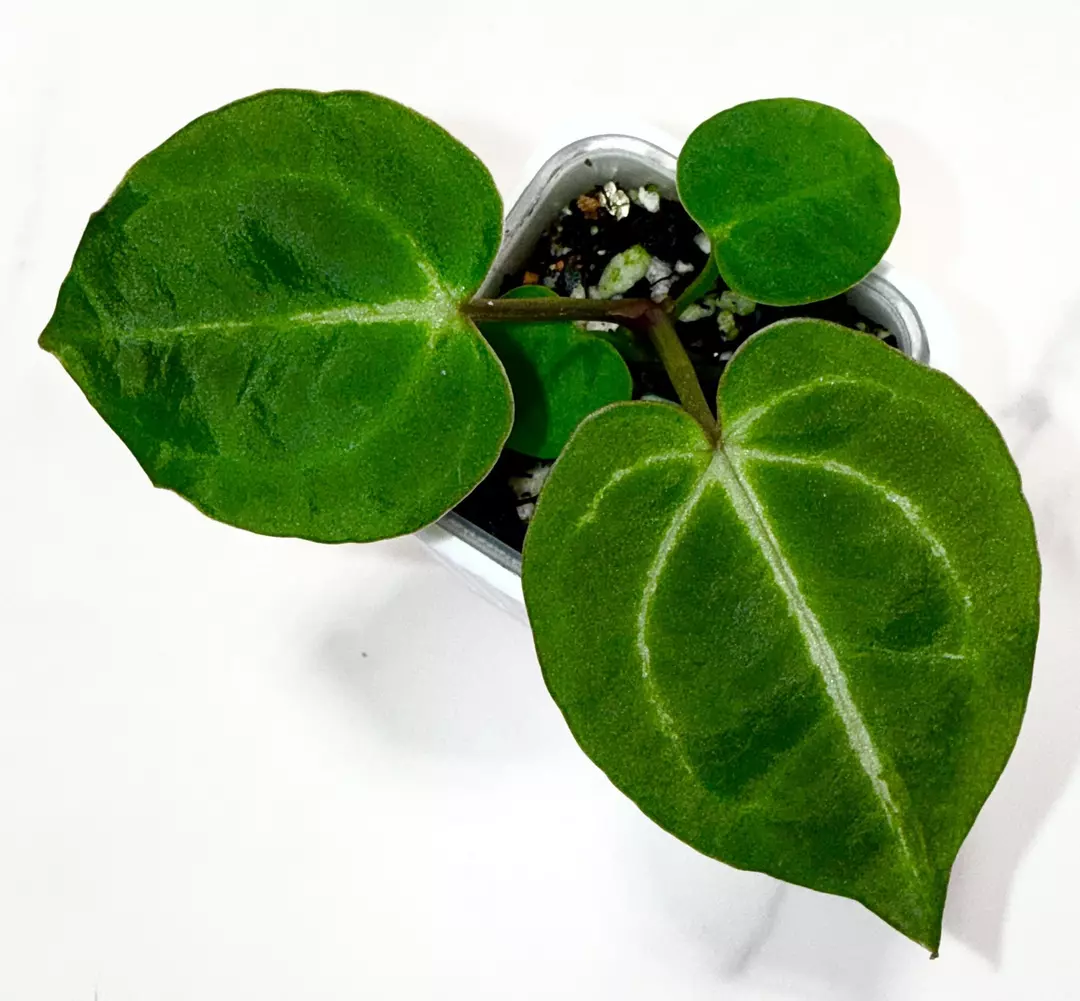 Tezula “Dreamweaver-Necromancer” x H.U. Red Tiger WYSIWYG thumbnail