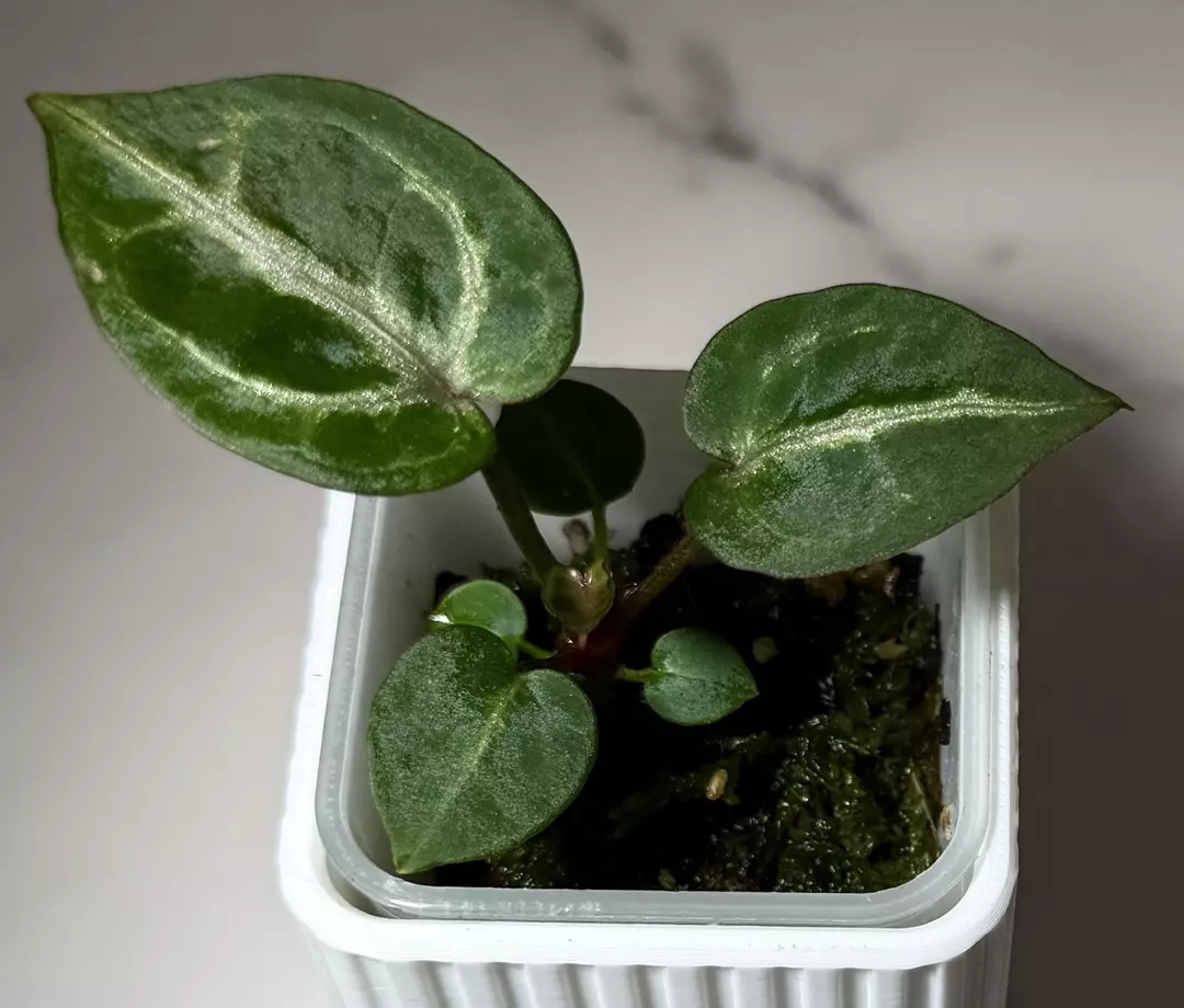 Tezula “Dreamweaver-Necromancer” x H.U. “Red Tiger” WYSIWYG Anthurium Seedling thumbnail