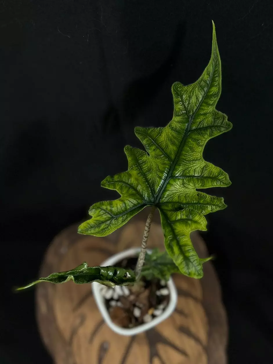 Jacklyn Mystic Revert thumbnail