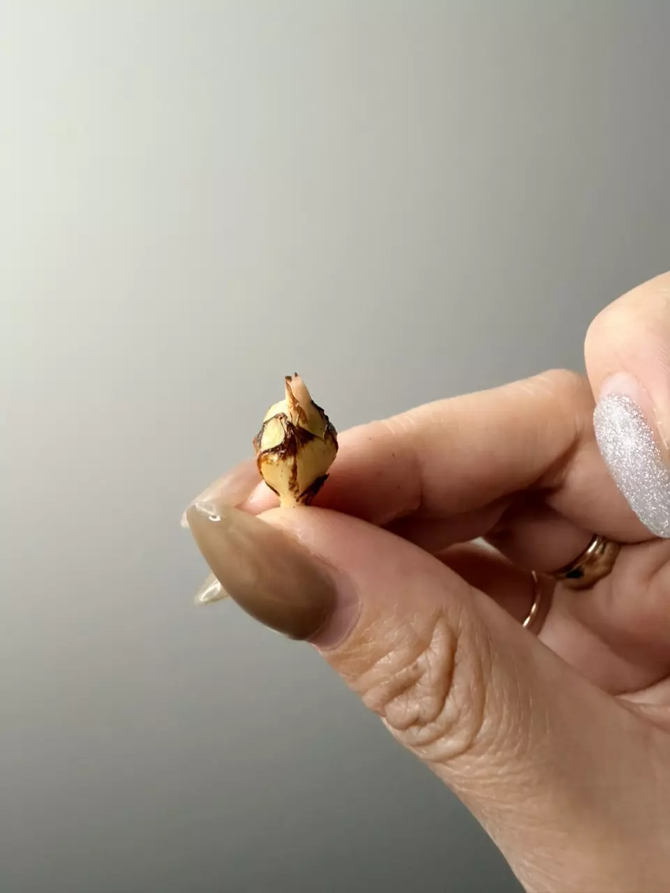 Pseudosanderiana Alocasia thumbnail