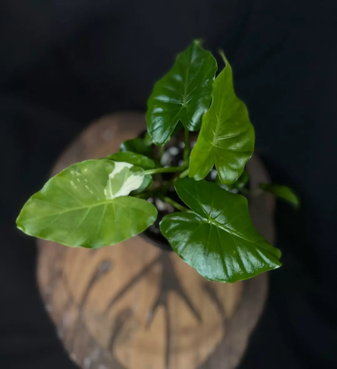 Alocasia Gageana Albo Low color thumbnail