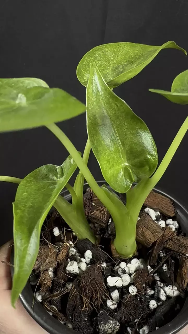Alocasia Cuculatta Mint thumbnail