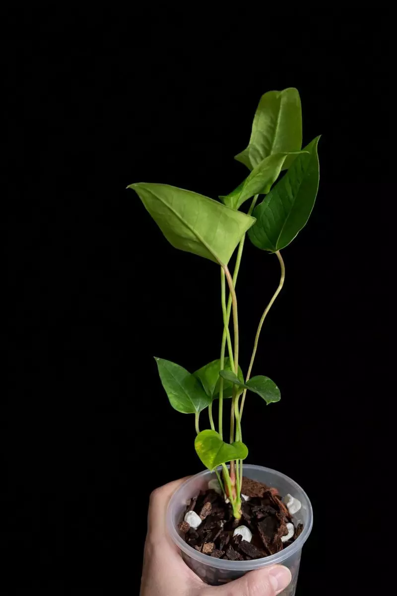 Anthurium chiapasense aff. thumbnail