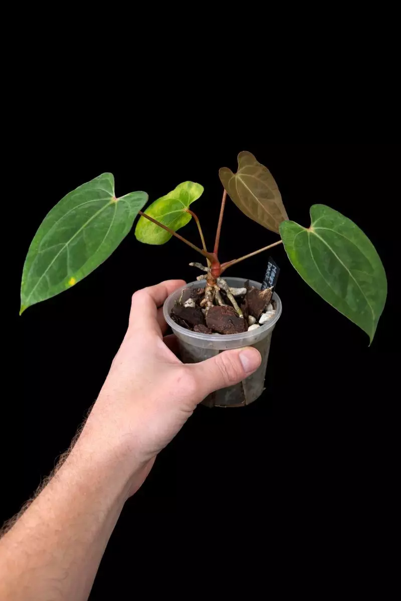 Anthurium ‘Mikey Boy x Dark Phoenix’ rehab. thumbnail