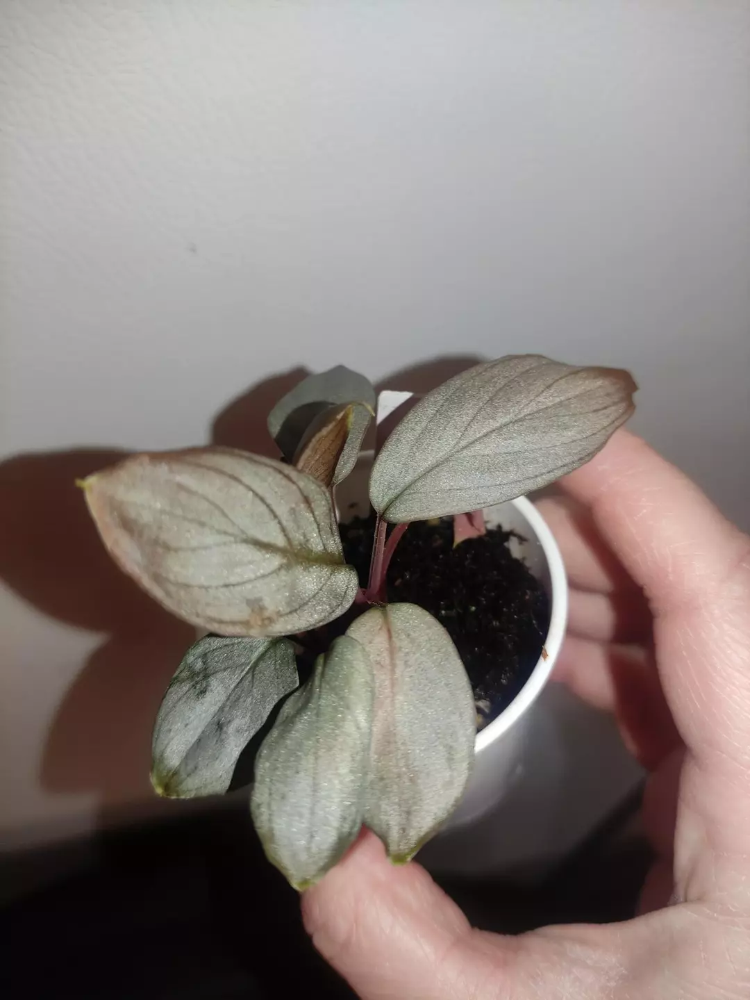 Homalomena sp. Platinum velvet thumbnail
