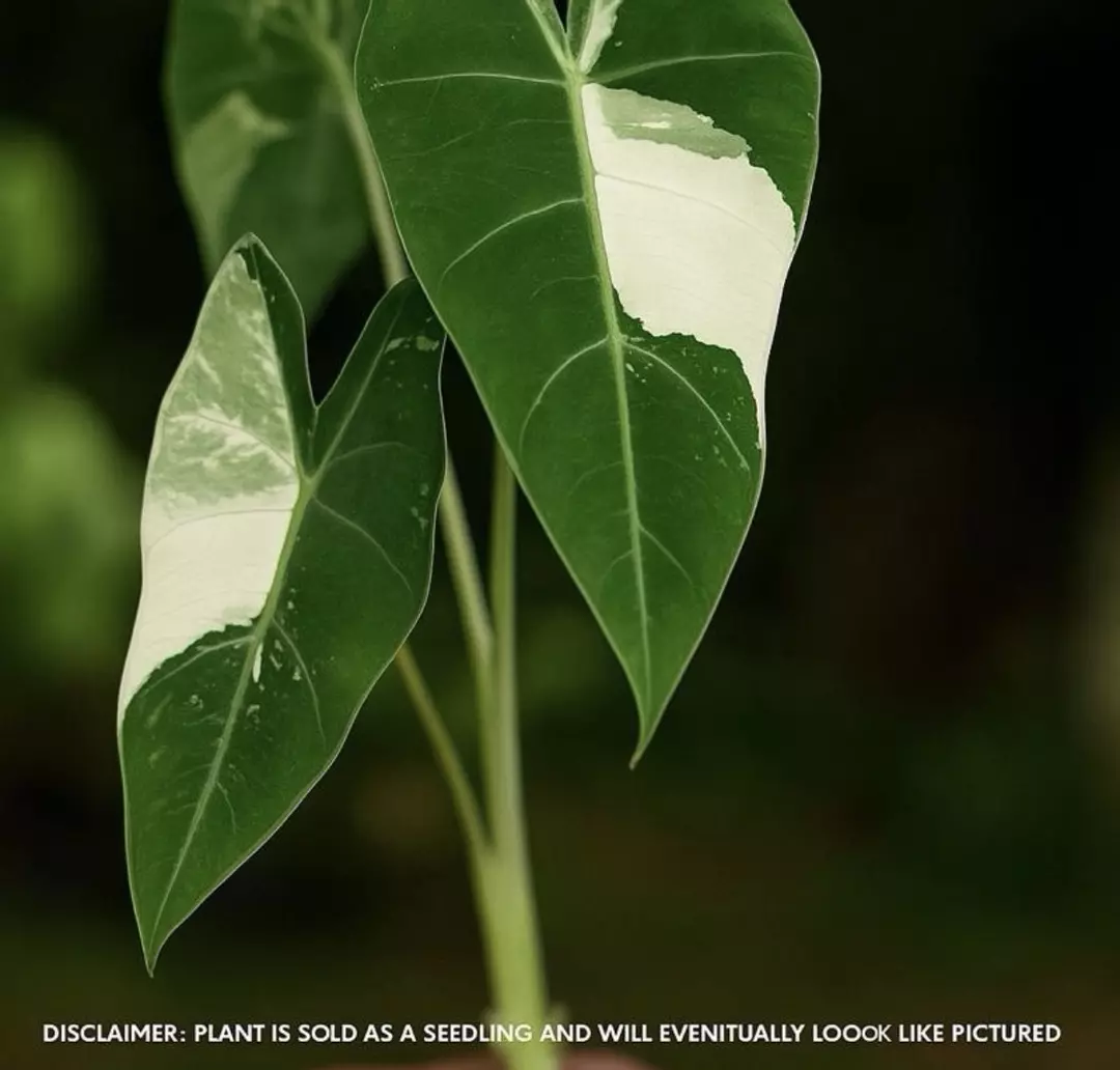 Variegated Alocasia Frydrek | Tissue Culture Seedling | Rare Tropical Houseplant thumbnail