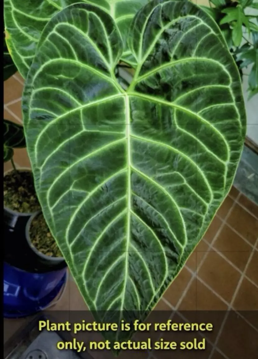 Anthurium Regale Tissue Culture Plant – Rare Velvet Anthurium (TC) thumbnail