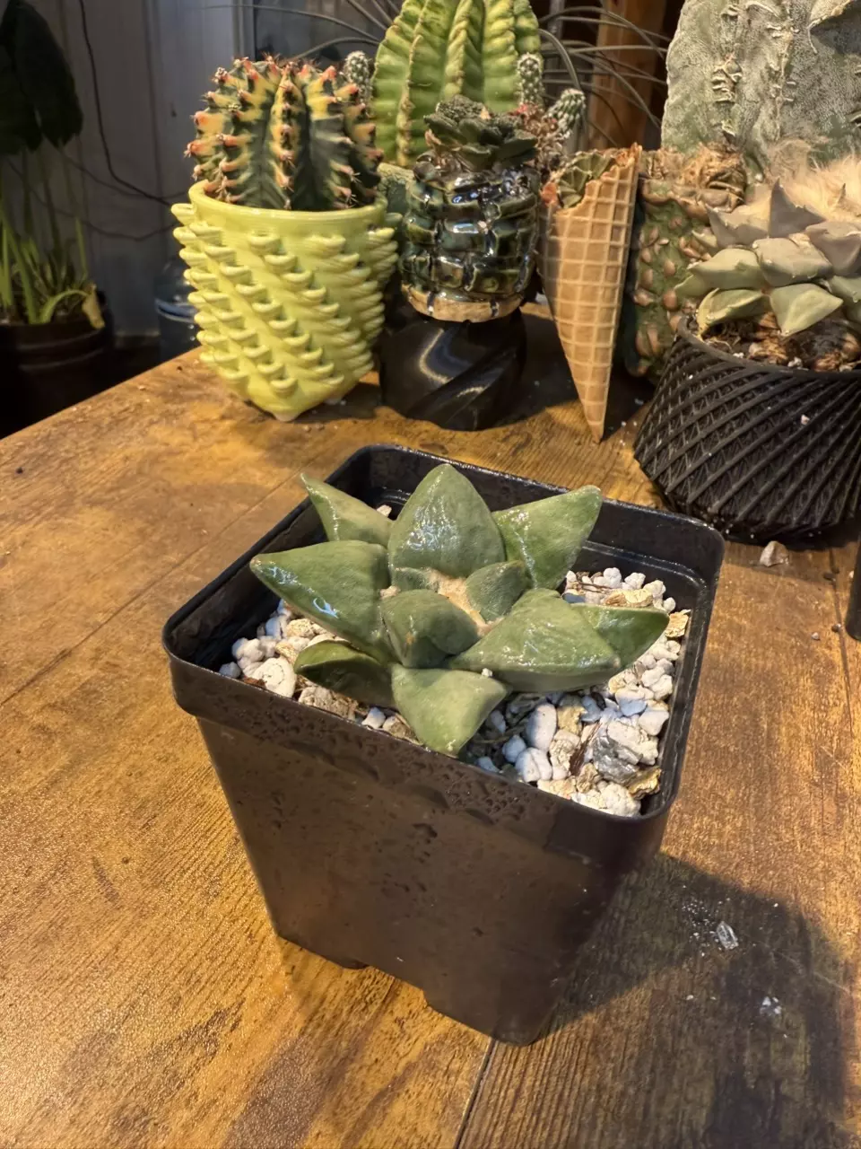 Ariocarpus Retusas #1 thumbnail