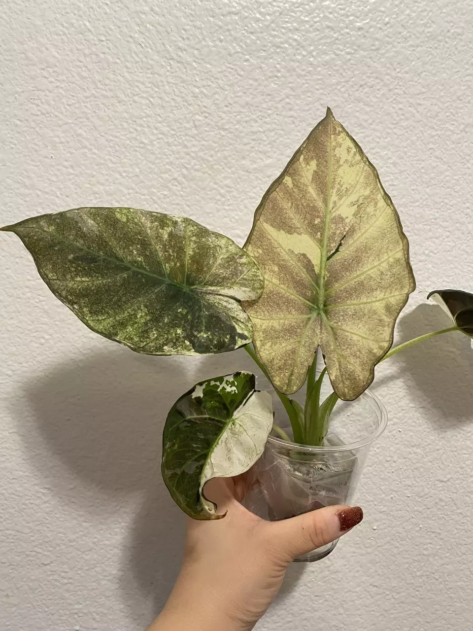 Alocasia Regal Shield Albo Corm B (small) thumbnail