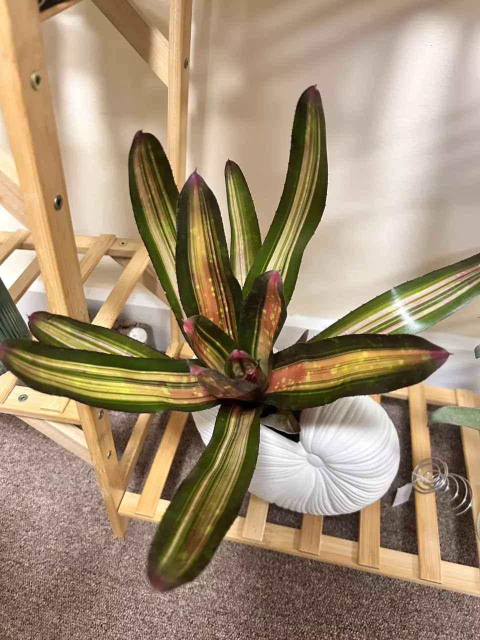 Neoregelia Kahala Dawn - bromeliad thumbnail