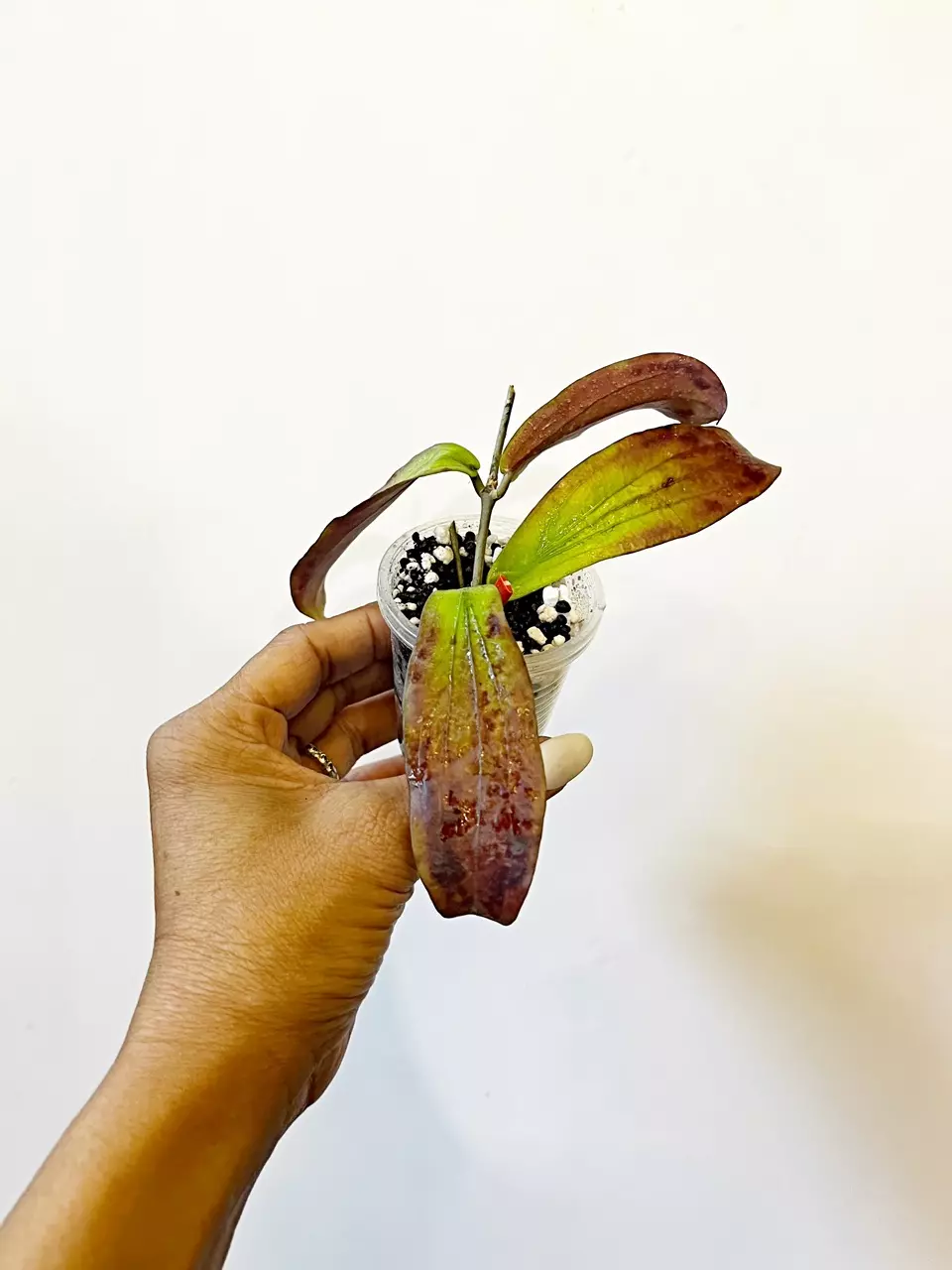 🎋 Erythrina  Sunstressed* thumbnail