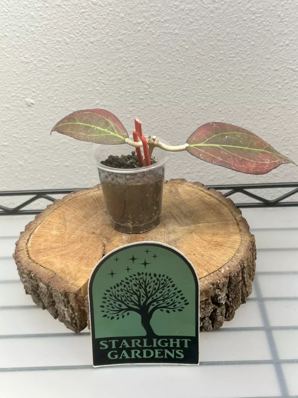 Hoya Tequila Sunrise rooted cutting in fluval thumbnail