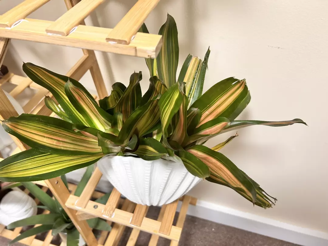 One Neoregelia carolinae var. tricolor ‘vulcana’ thumbnail