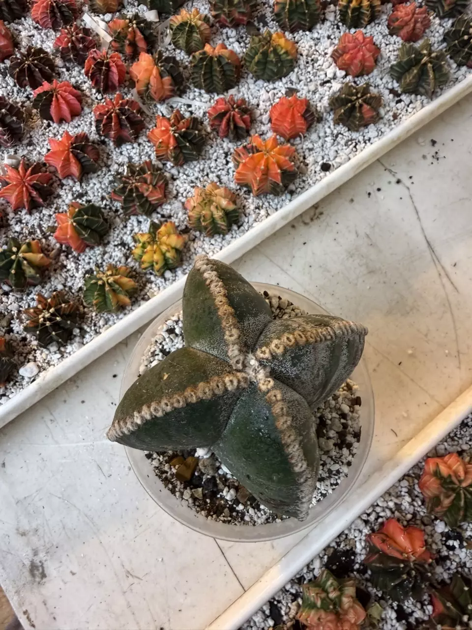 Myriostigma thumbnail