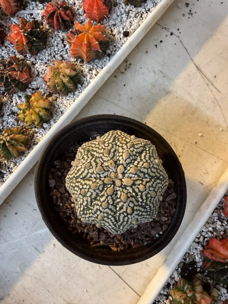 Astrophytum Specimen thumbnail