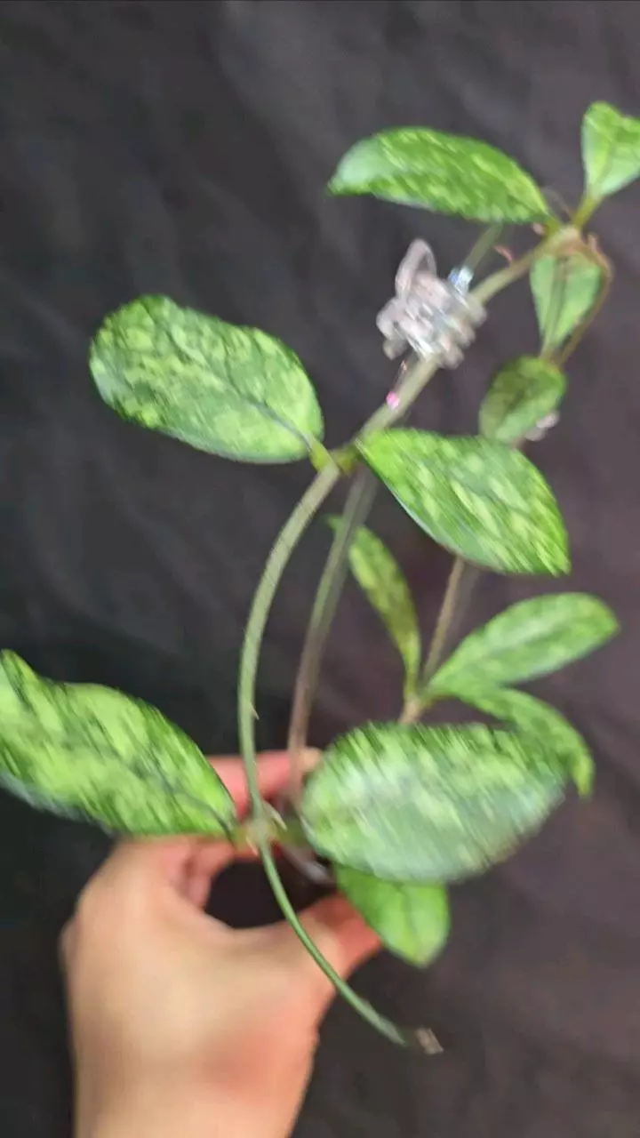 Hoya Crassipetiolata super splash thumbnail