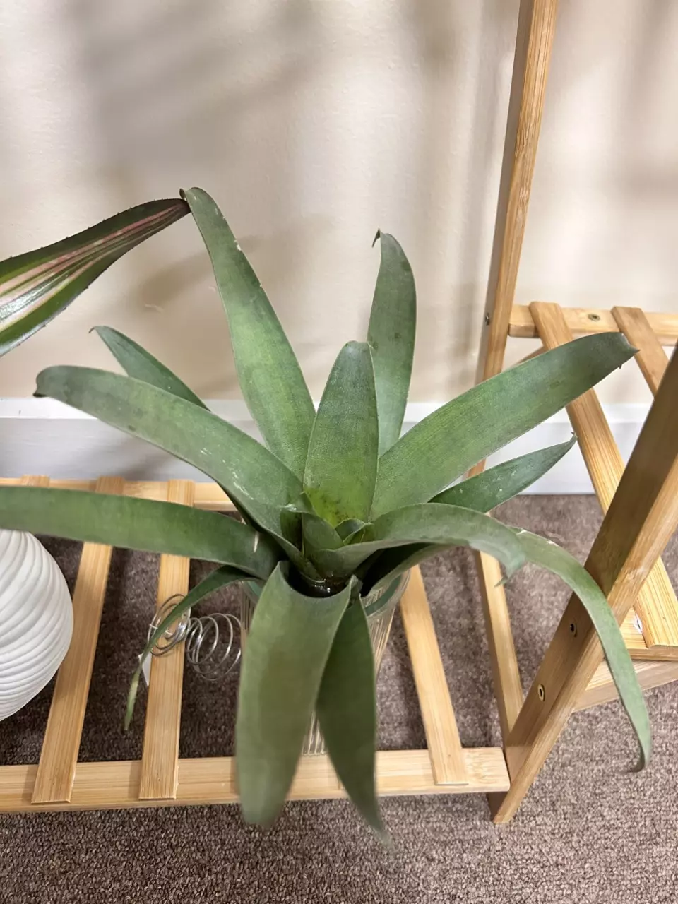 One Vriesea botafogensis thumbnail