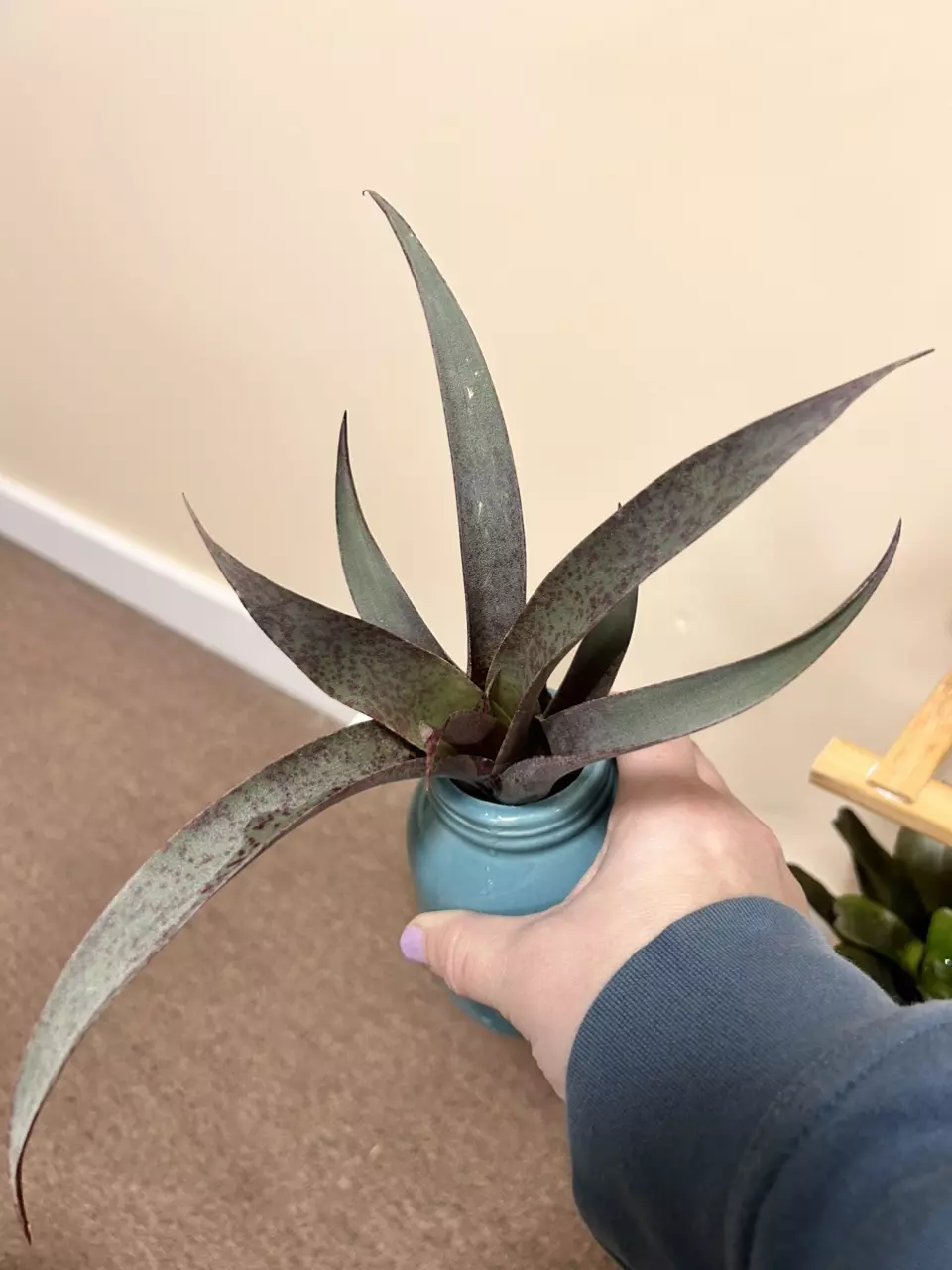 Vriesea saundersii thumbnail