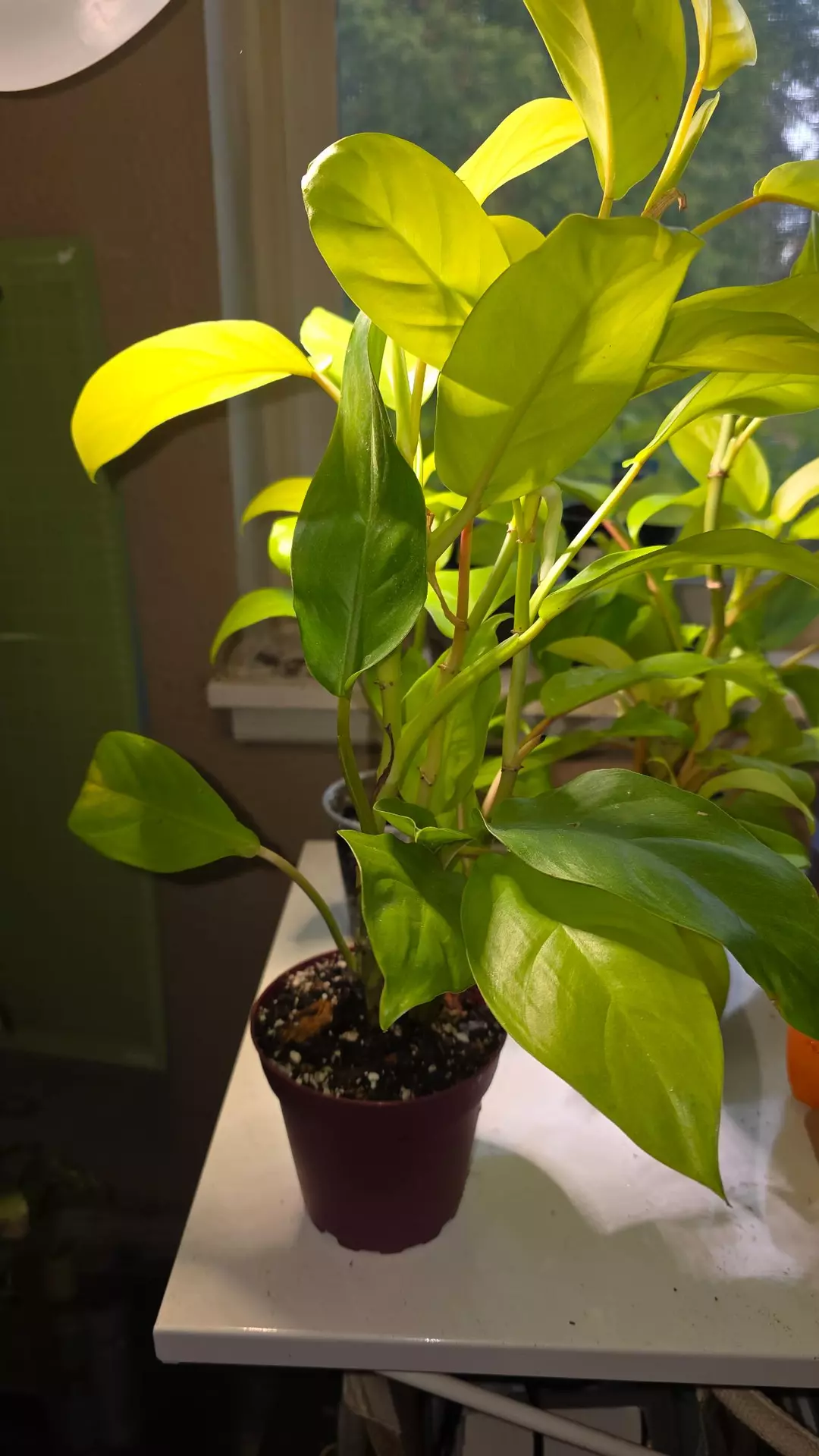 Golden Goddess Philodendron thumbnail