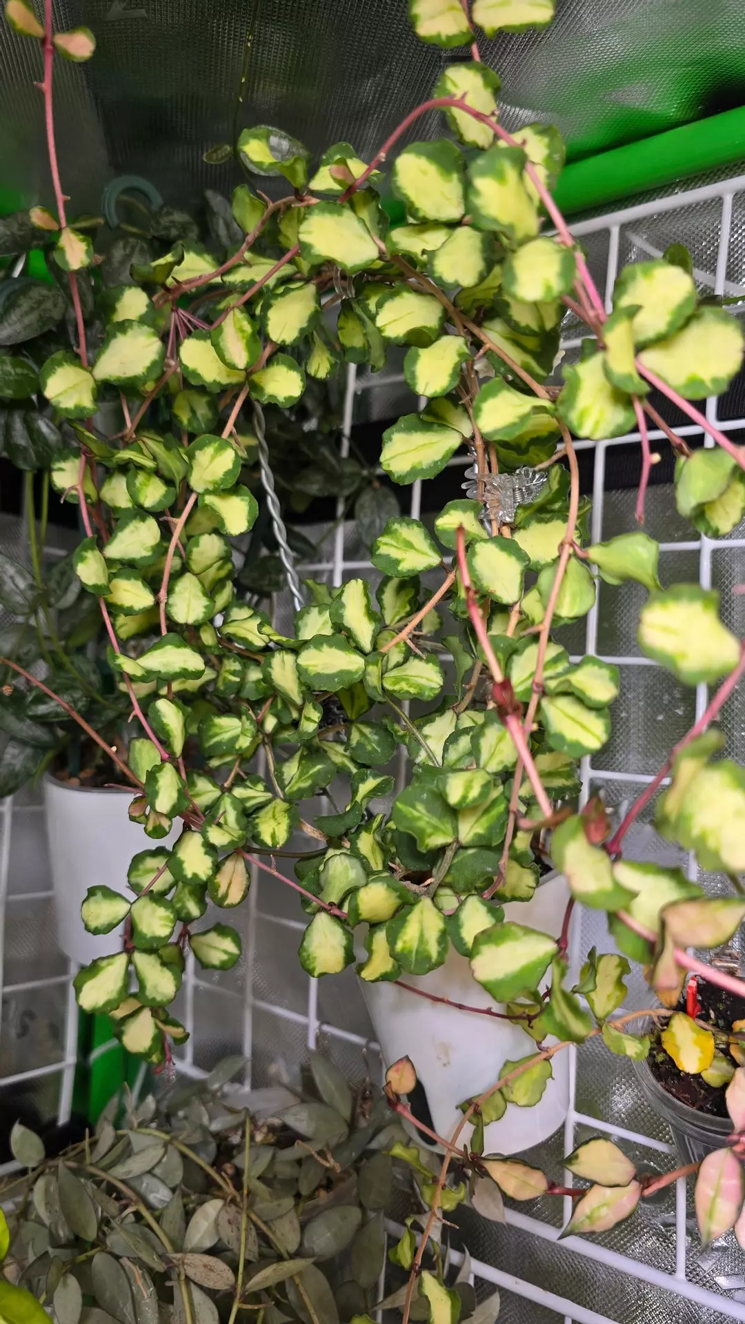 Hoya Kanyakumariana varigated cuttings available thumbnail