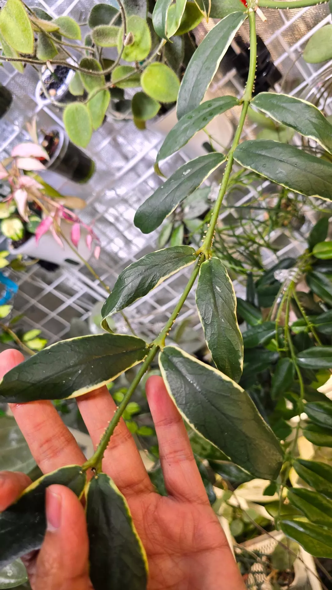 Hoya Lobbii albo cutting thumbnail