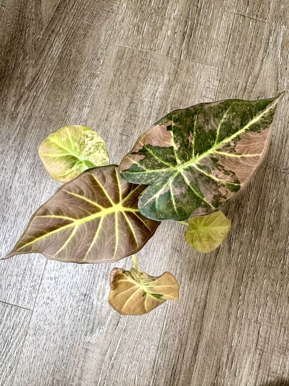 Aurea Regal Shield Corms thumbnail