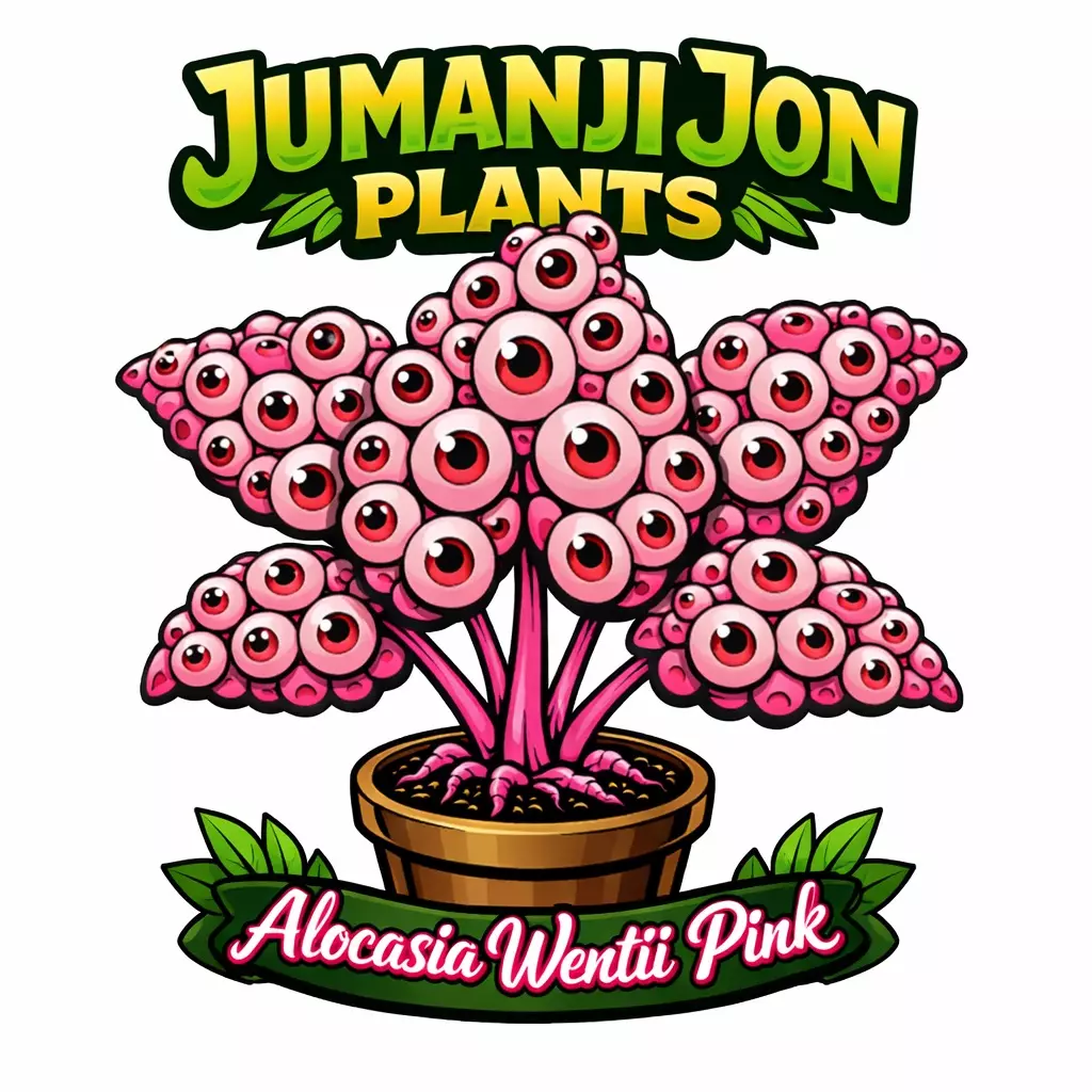 Alocasia Wentii Pink Perfection TC thumbnail