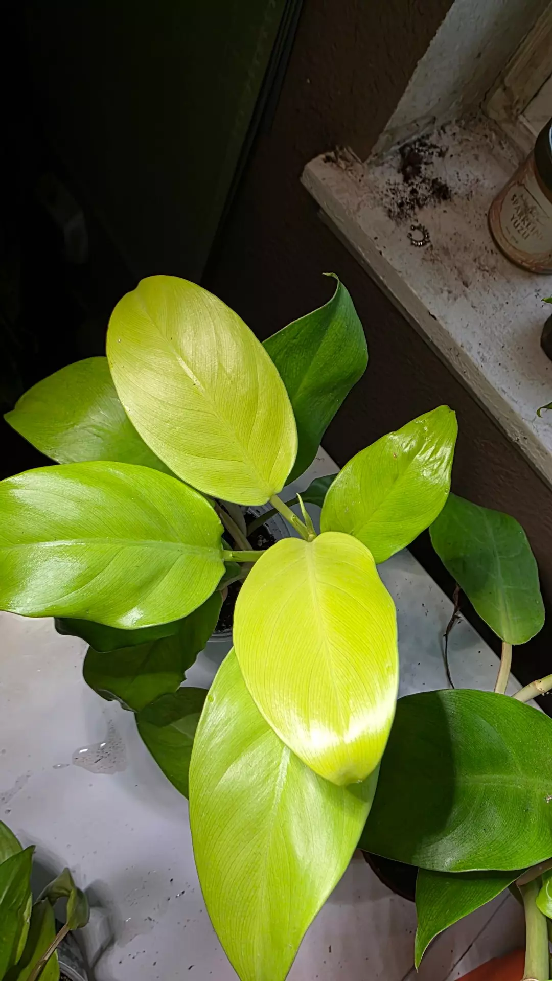 Golden Goddess Philodendron thumbnail