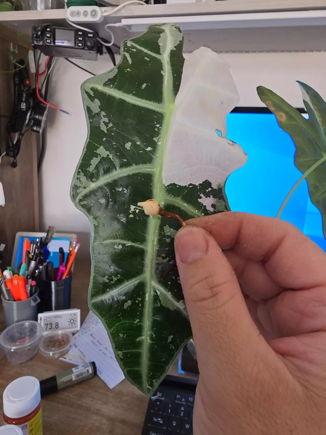 Pink amazonica Alocasia thumbnail