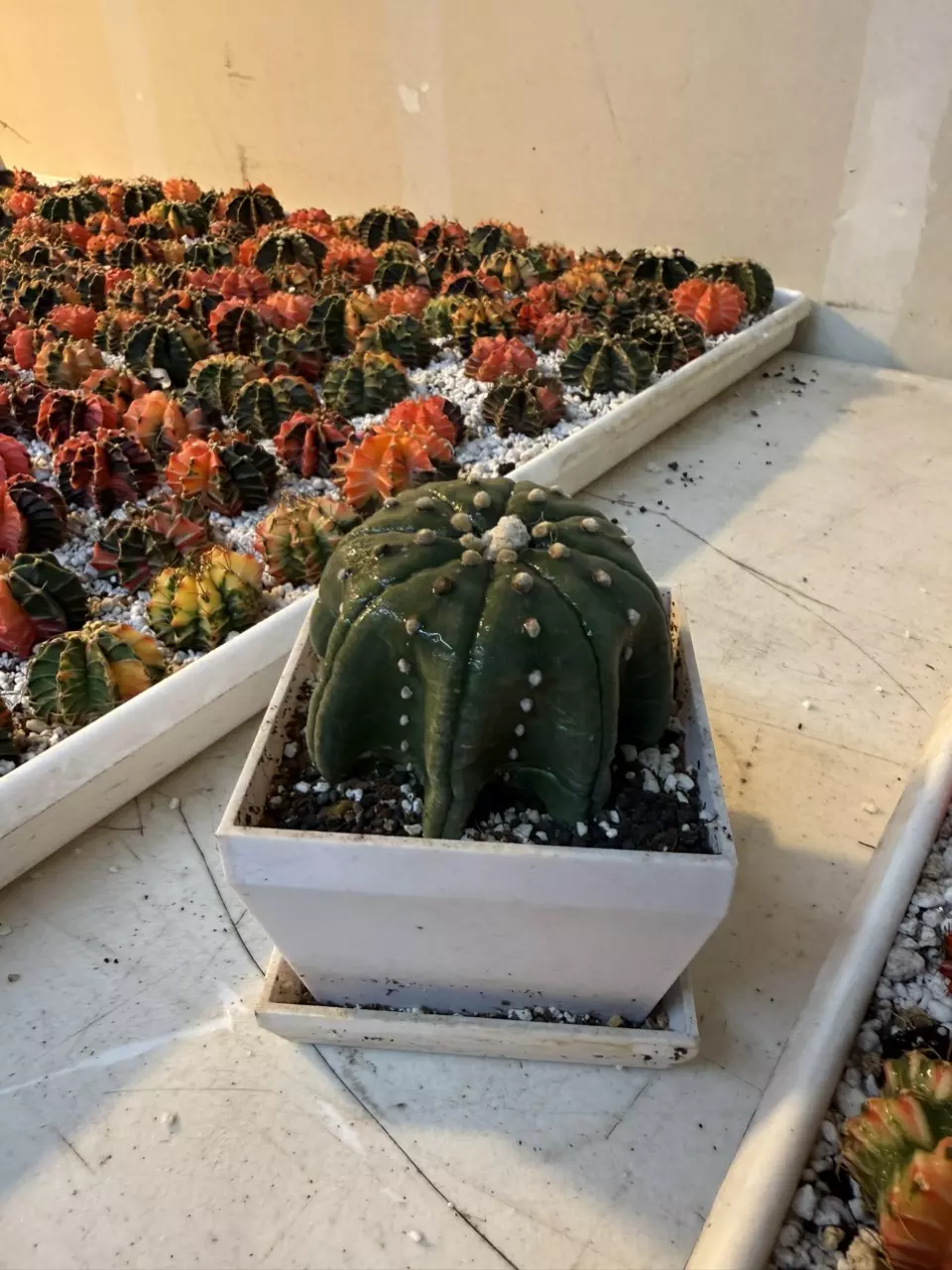 Astrophytum Starfish Ooibo thumbnail