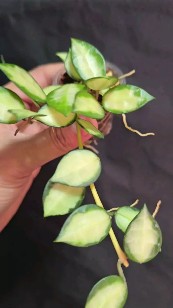 Hoya Lacunosa Queen Midori thumbnail