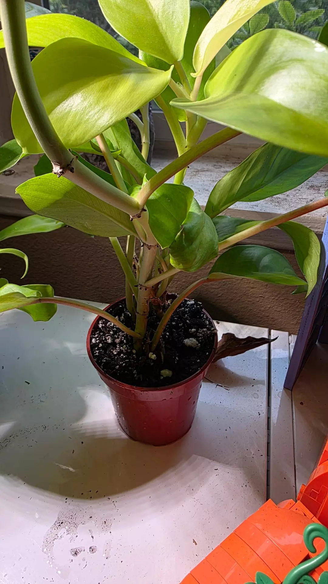 Golden Goddess Philodendron thumbnail