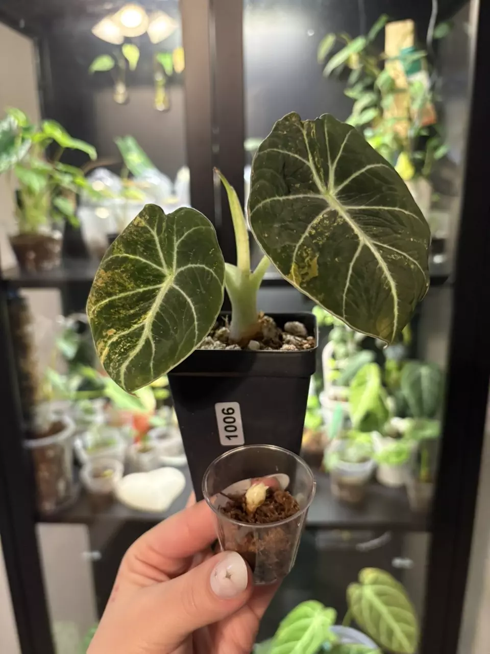 alocasia black velvet gold CORM thumbnail