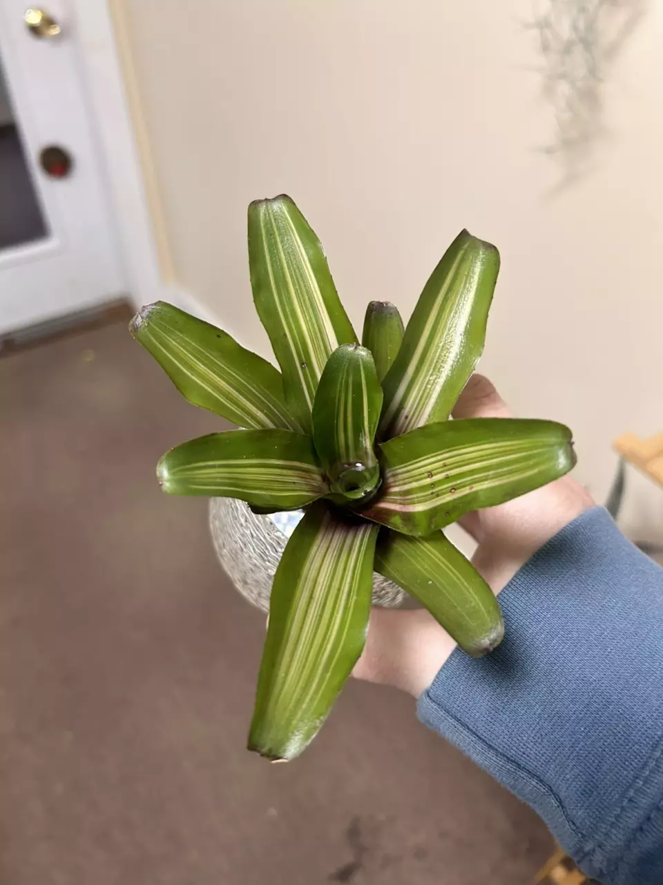 Neoregelia iris thumbnail