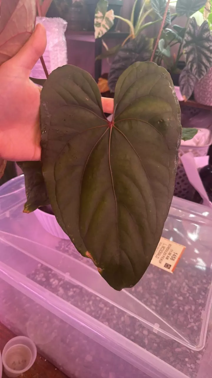Anthurium circus peanut clone super rooted bottom cut 2 growth points thumbnail