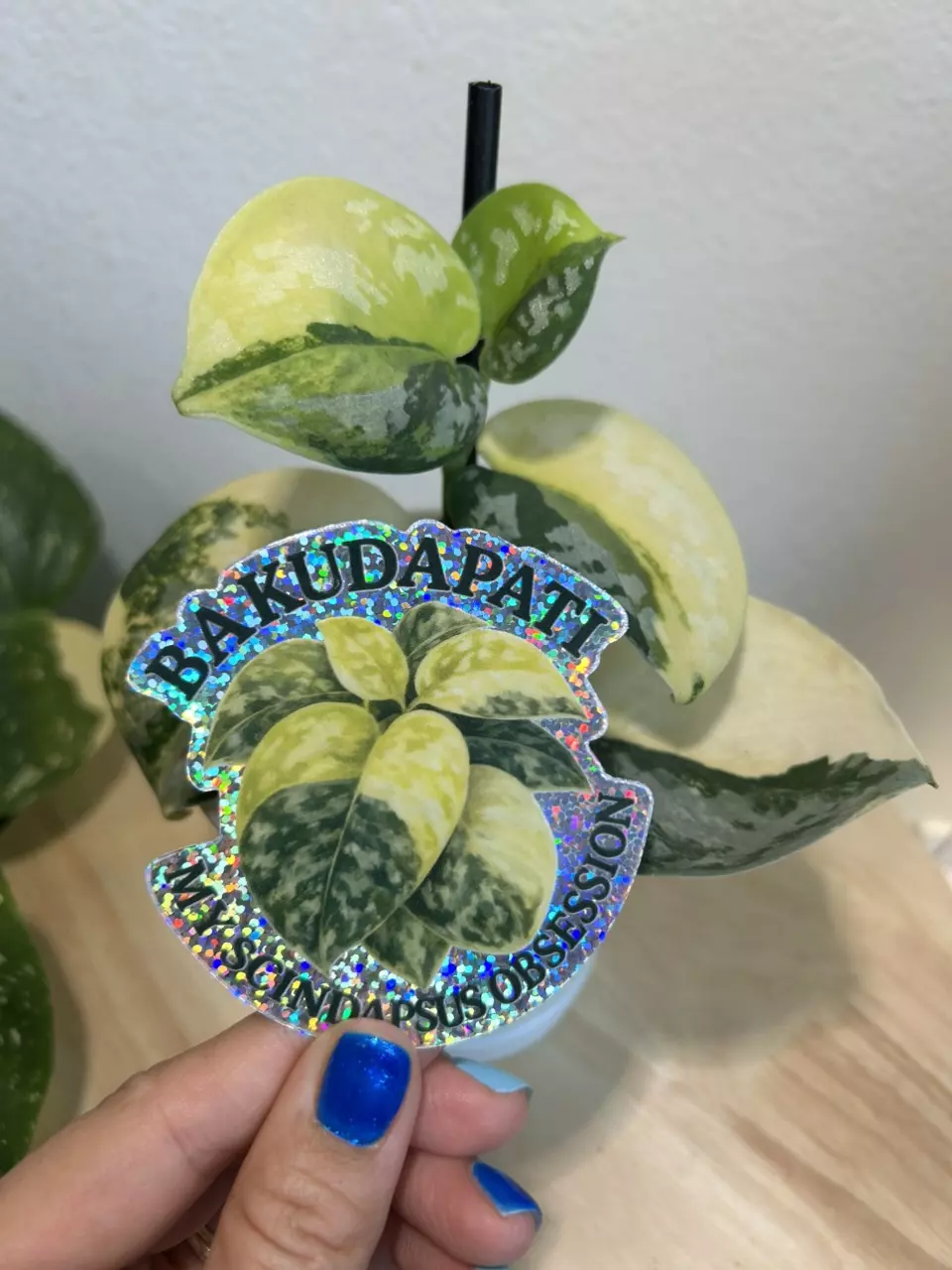 Scindapsus Bakudapati Glitter Sticker 3”x3” thumbnail