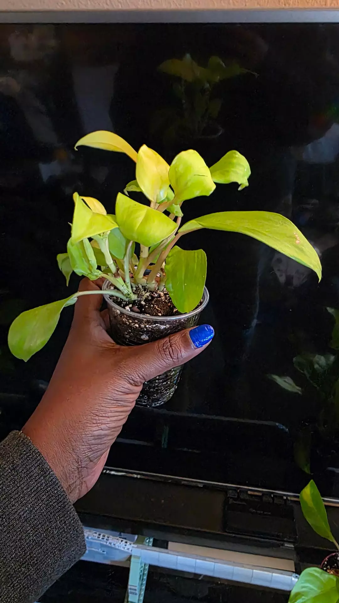 Golden Goddess Philodendron thumbnail