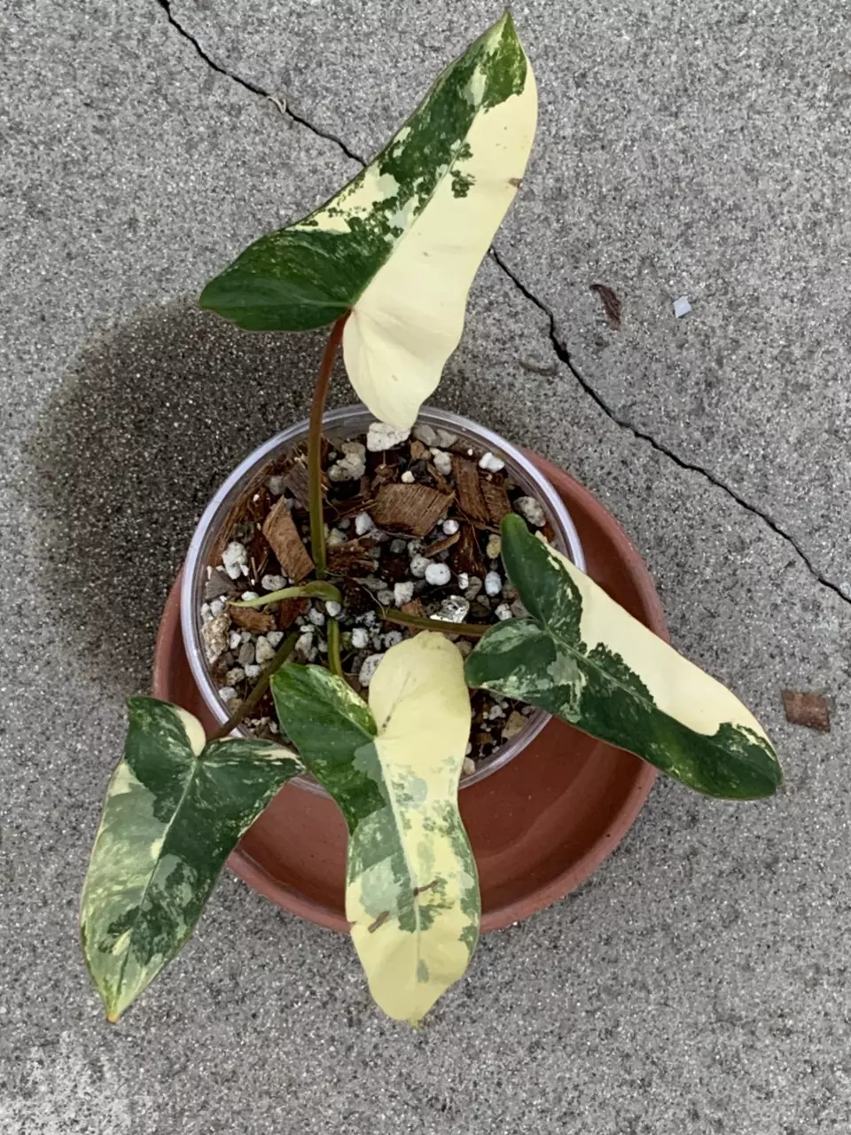 Philodendron ( Florida Beauty x Mayoii ) x Billietiae variegated thumbnail