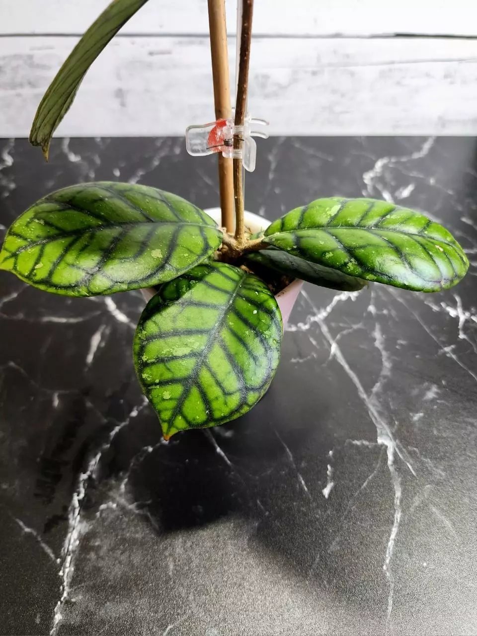 Hoya callistophylla 'Chibi' thumbnail