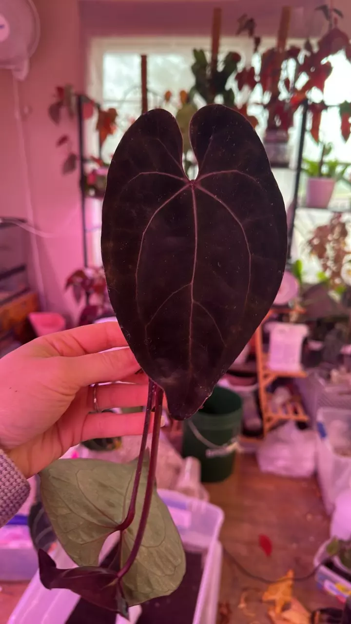 Anthurium Tezula AOS DF clone bottom cutting thumbnail