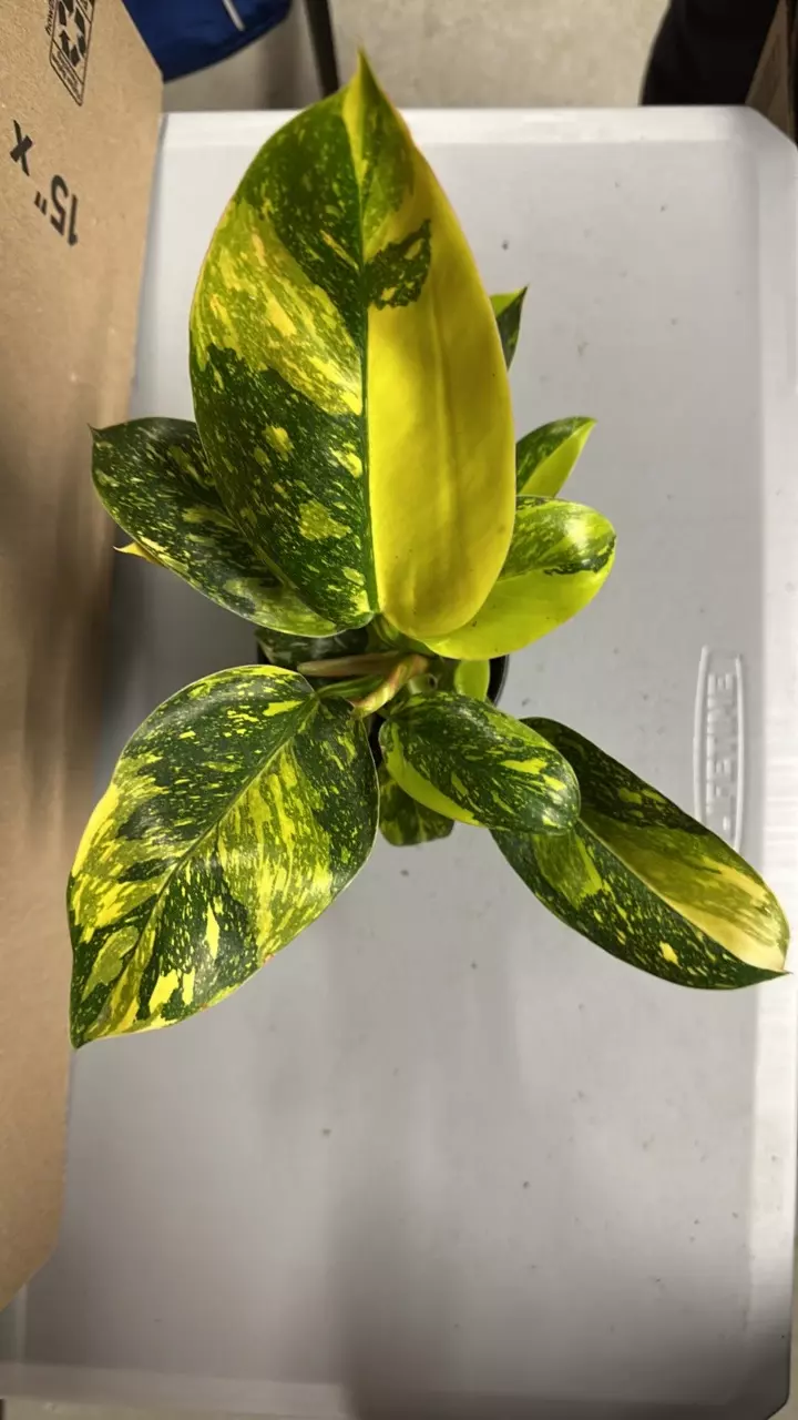 Philodendron nuclear Congo thumbnail